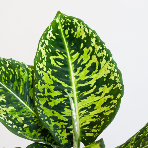 Dieffenbachia verpotten Dieffenbachia verpotten