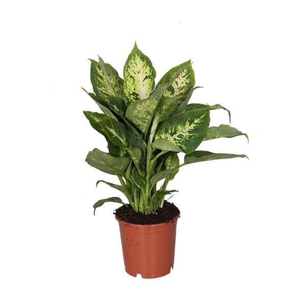 Dieffenbachia voeding Dieffenbachia voeding