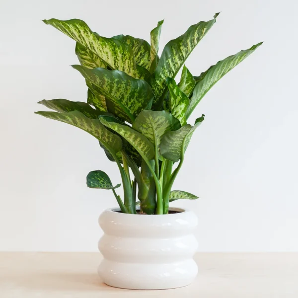 Dieffenbachia stekken Dieffenbachia stekken