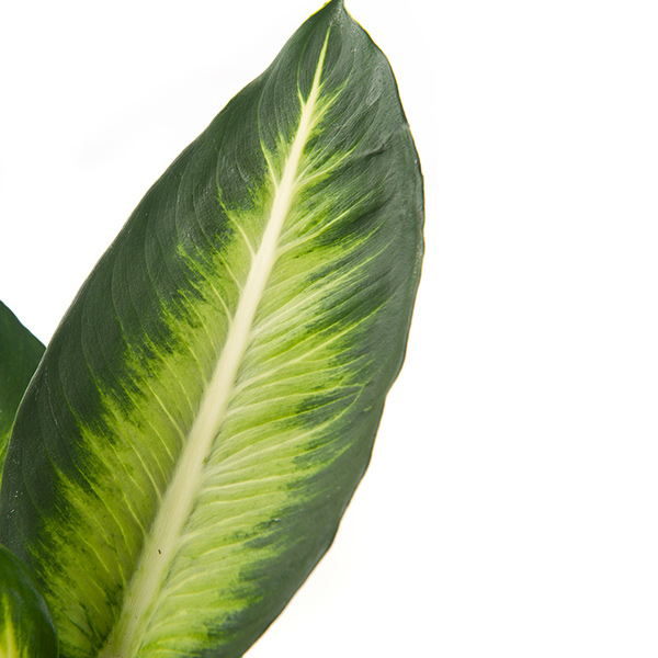 Dieffenbachia bloei Dieffenbachia bloei