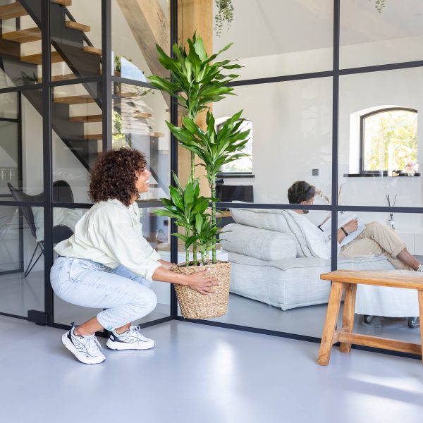 Dracaena water geven Dracaena water geven