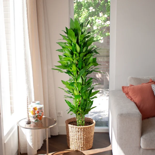 Dracaena standplaats Dracaena standplaats