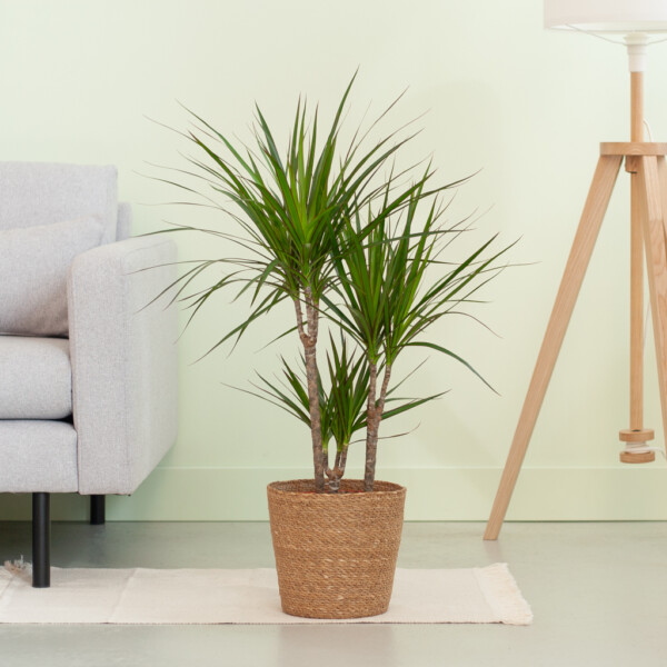 Dracaena verpotten Dracaena verpotten