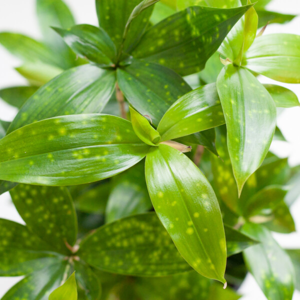 Dracaena voeding Dracaena voeding