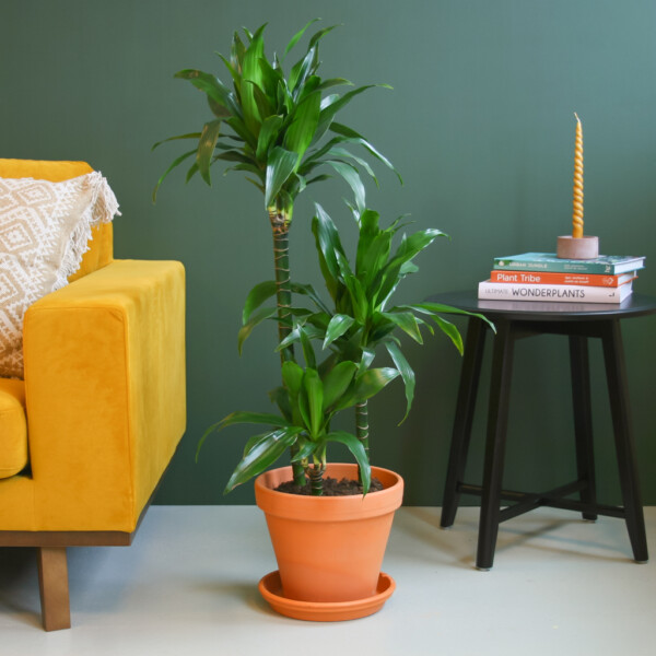 Dracaena onderhoud Dracaena onderhoud