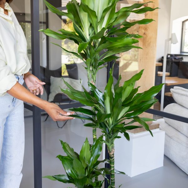 Dracaena bloei Dracaena bloei