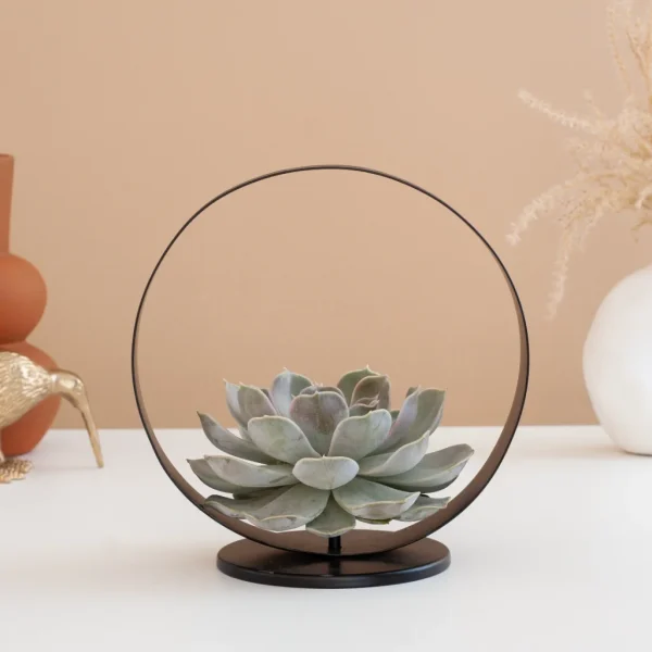 Echeveria water geven Echeveria water geven