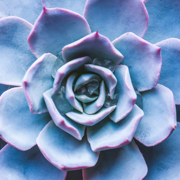 Echeveria standplaats Echeveria standplaats