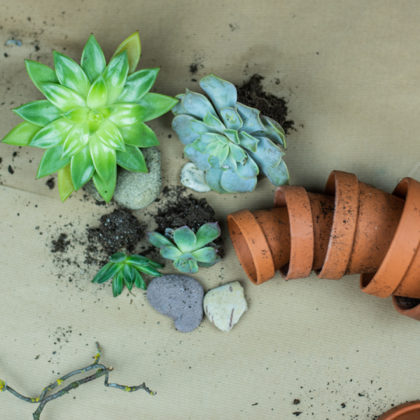 Echeveria verpotten Echeveria verpotten