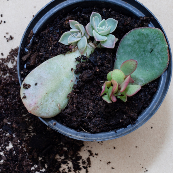 Echeveria onderhoud Echeveria onderhoud