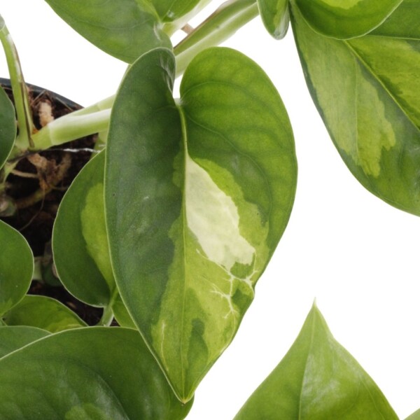 Epipremnum voeding Epipremnum voeding