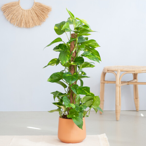 Epipremnum onderhoud Epipremnum onderhoud