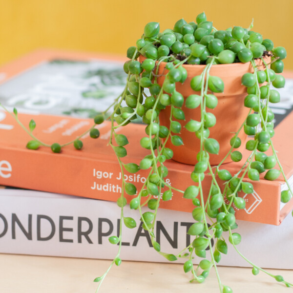 Erwtenplant onderhoud Erwtenplant onderhoud