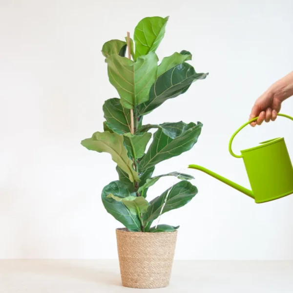 Ficus water geven Ficus water geven