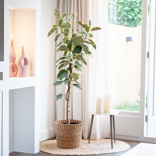 Ficus standplaats Ficus standplaats