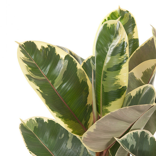 Ficus voeding Ficus voeding