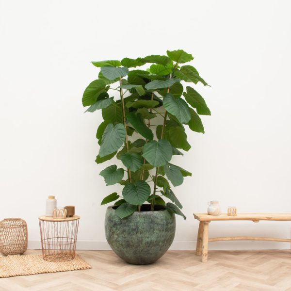 Ficus onderhoud Ficus onderhoud