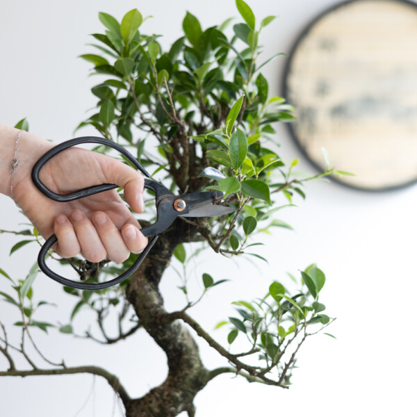 Ficus bloei Ficus bloei