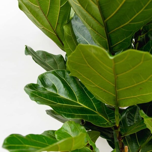 Ficus Lyrata water geven Ficus Lyrata water geven