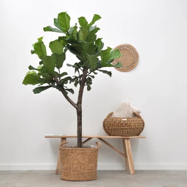 Ficus Lyrata standplaats Ficus Lyrata standplaats