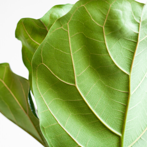 Ficus Lyrata voeding Ficus Lyrata voeding