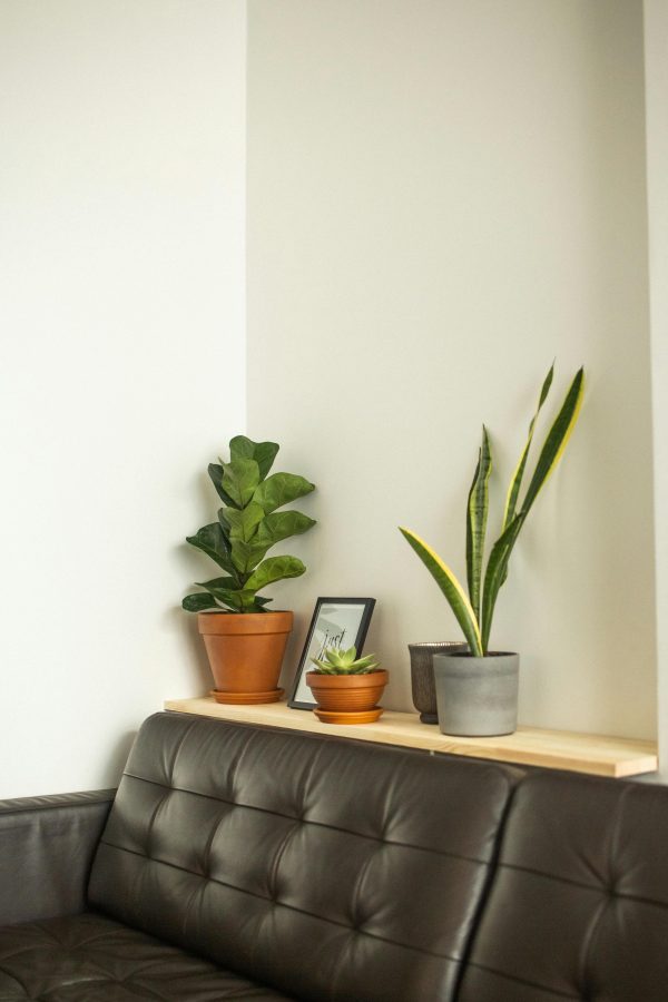 Ficus Lyrata onderhoud Ficus Lyrata onderhoud