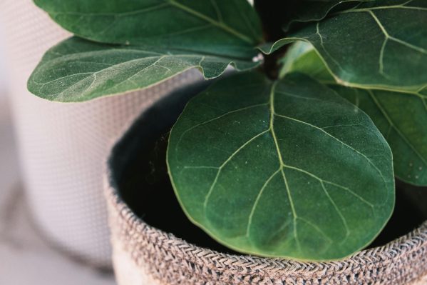 Ficus Lyrata bloei Ficus Lyrata bloei