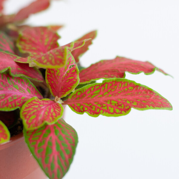Fittonia water geven Fittonia water geven