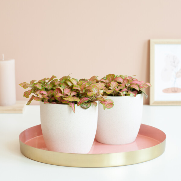 Fittonia standplaats Fittonia standplaats