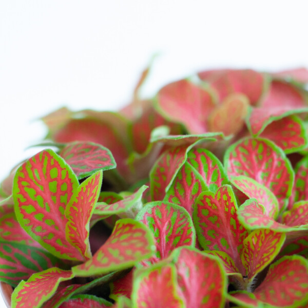 Fittonia voeding Fittonia voeding