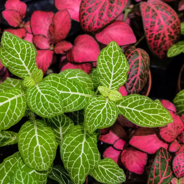 Fittonia onderhoud Fittonia onderhoud