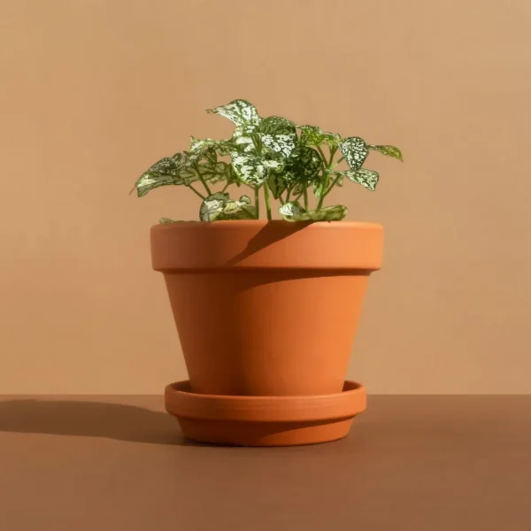 Fittonia bloei Fittonia bloei