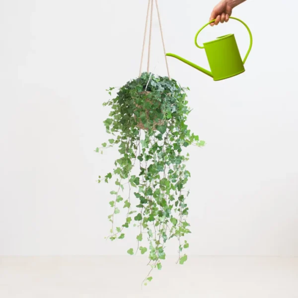 Hedera water geven Hedera water geven