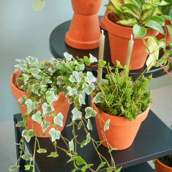 Hedera standplaats Hedera standplaats
