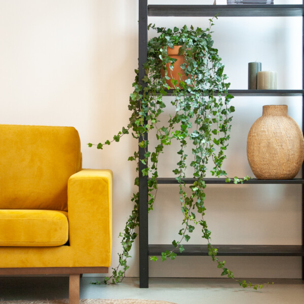 Hedera verpotten Hedera verpotten