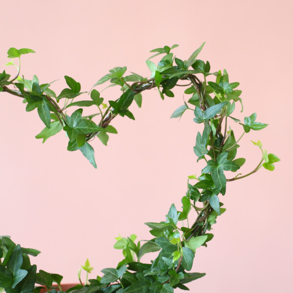 Hedera voeding Hedera voeding