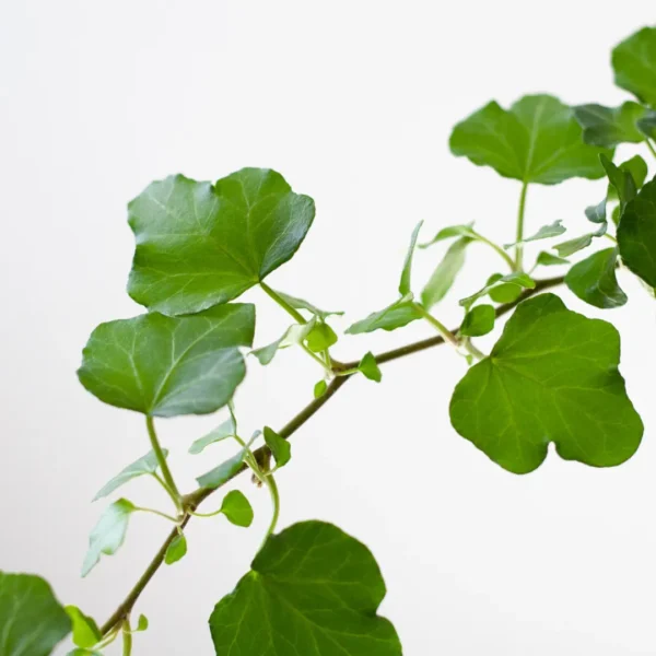 Hedera onderhoud Hedera onderhoud