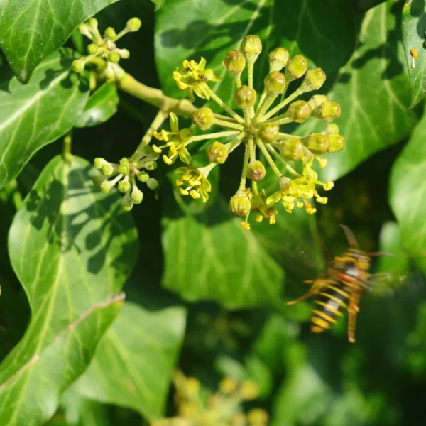 Hedera bloei Hedera bloei