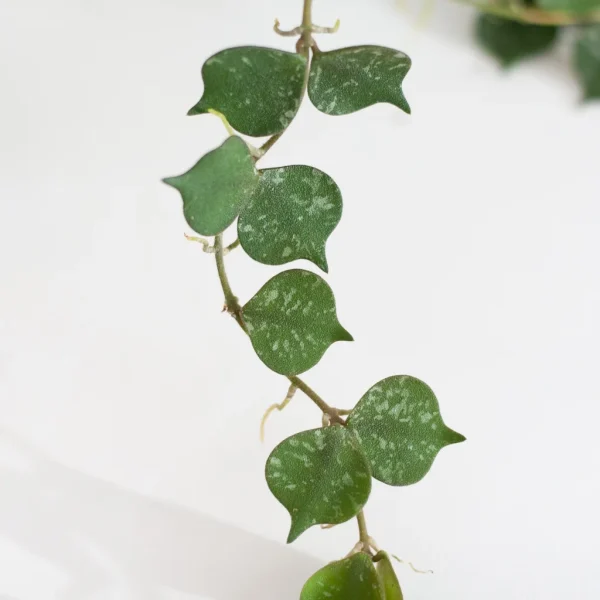 Hoya onderhoud Hoya onderhoud