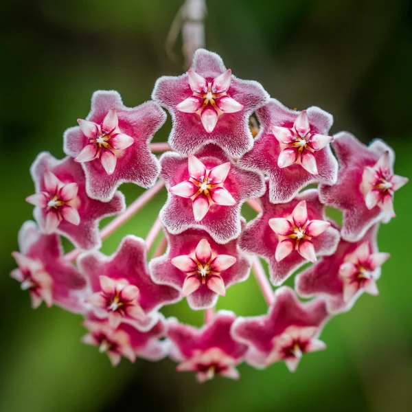 Hoya bloei Hoya bloei