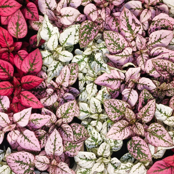 Hypoestes standplaats Hypoestes standplaats