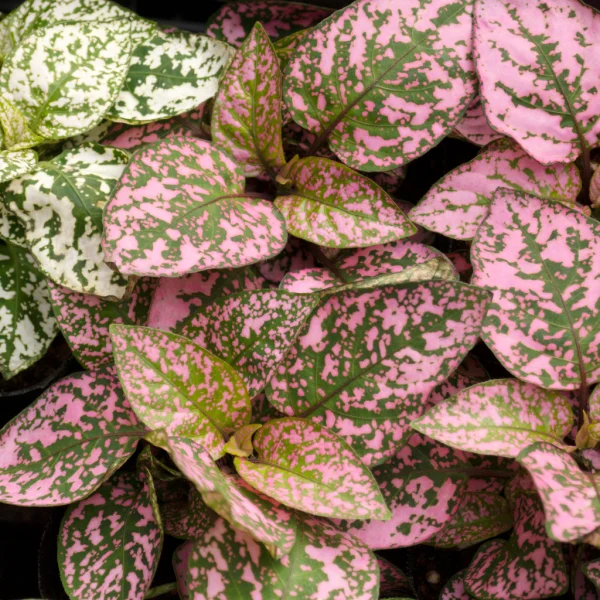 Hypoestes voeding Hypoestes voeding