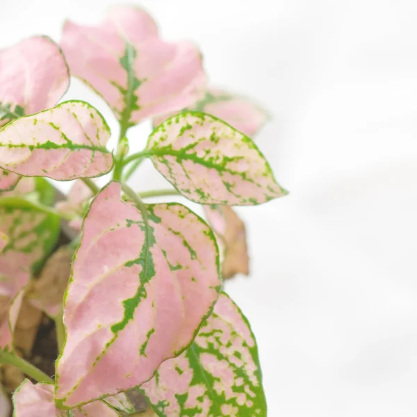Hypoestes onderhoud Hypoestes onderhoud
