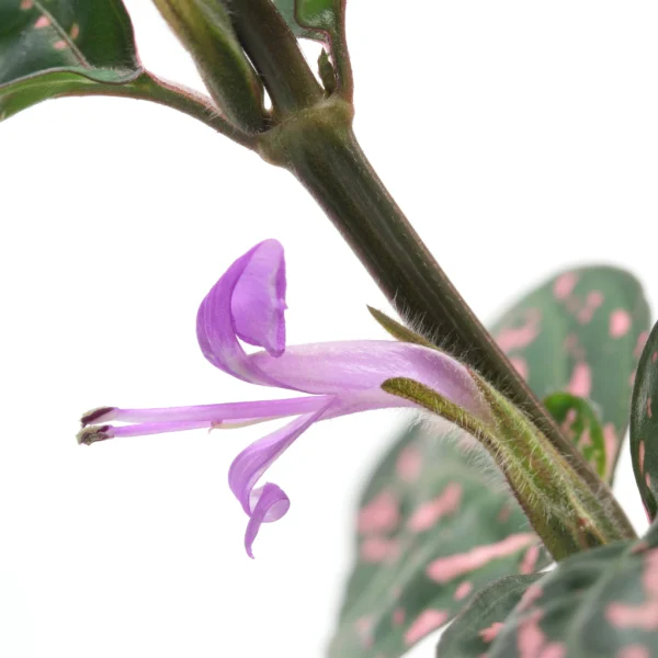 Hypoestes bloei Hypoestes bloei