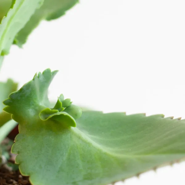 Kalanchoë standplaats Kalanchoë standplaats