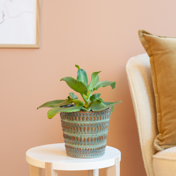 Kalanchoë verpotten Kalanchoë verpotten