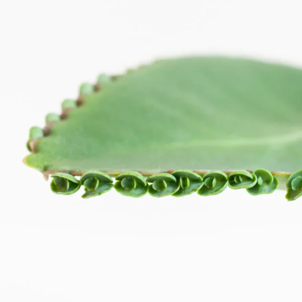 Kalanchoë onderhoud Kalanchoë onderhoud