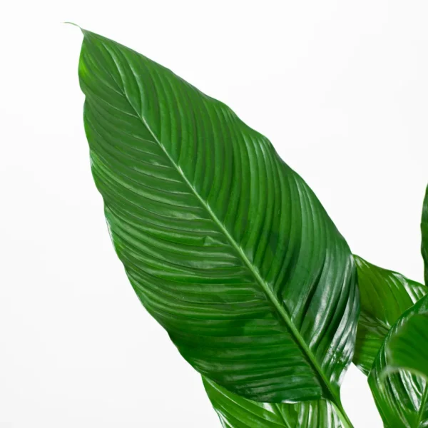 Lepelplant voeding Lepelplant voeding