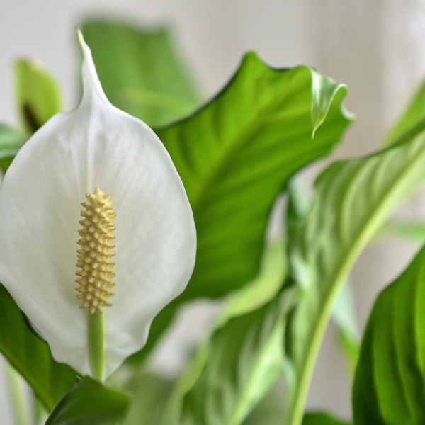 Lepelplant bloei Lepelplant bloei
