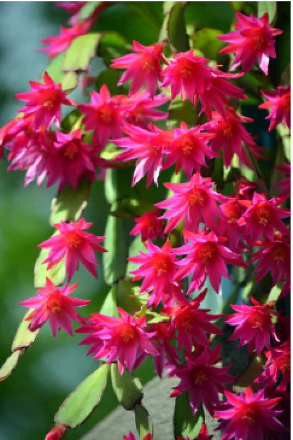 Lidcactus water geven Lidcactus water geven